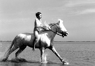 Crin blanc: Le cheval sauvage