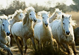 Le songe des chevaux sauvages